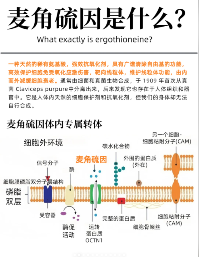  麦角硫因有什么作用？香港保健品代工厂为您解析